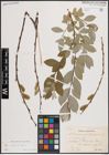 Foto von Salix caprea L. x Salix repens L.